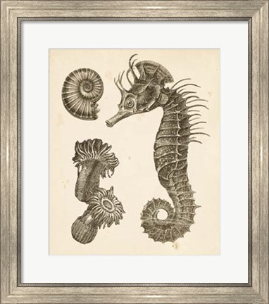 Framed Seahorse Study II Print