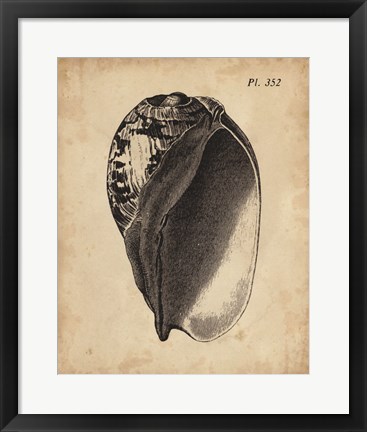Framed Vintage Diderot Shell IV Print