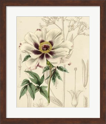 Framed Floral Pairings II Print