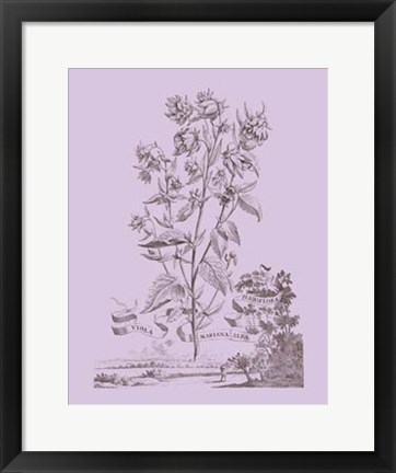 Framed Romantic Violet Print