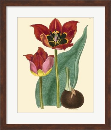 Framed Elegant Tulips II Print