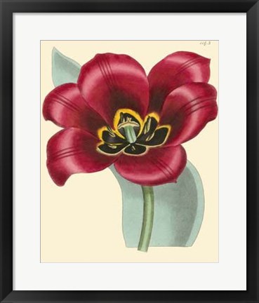 Framed Elegant Tulips IV Print