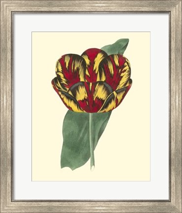 Framed Antique Tulip III Print