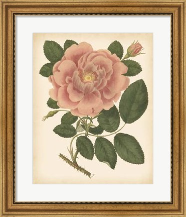 Framed Antique Rose I Print