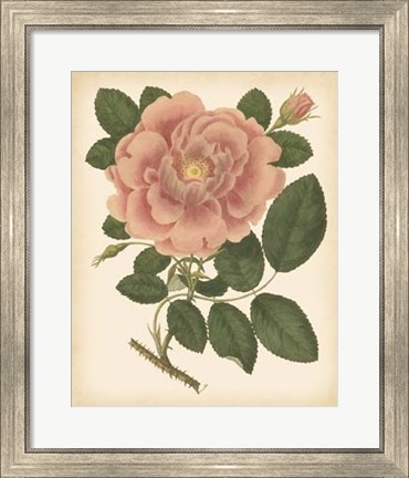 Framed Antique Rose I Print