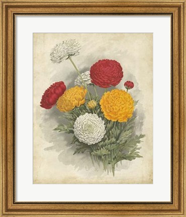 Framed Ranunculus Florilegium I Print