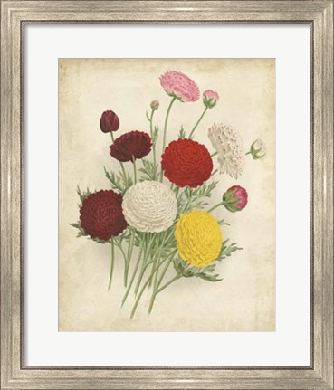 Framed Ranunculus Florilegium II Print
