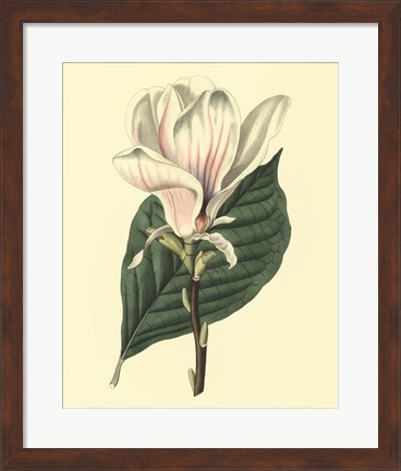 Framed Yulan Magnolia Print