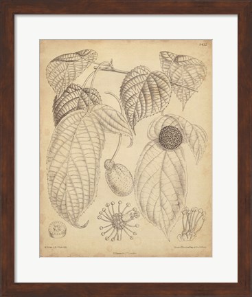 Framed Vintage Curtis Botanical III Print