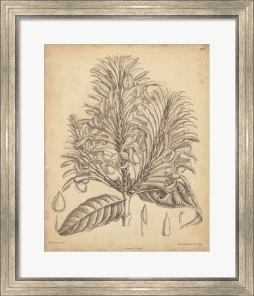 Framed Vintage Curtis Botanical V Print