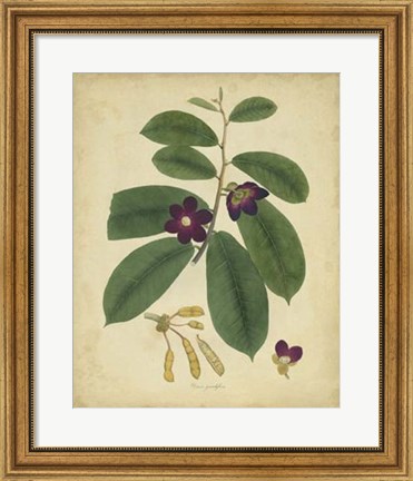 Framed Botanical IV Print