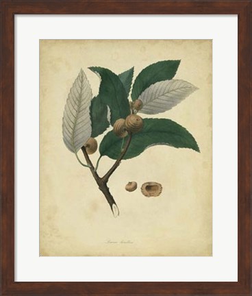 Framed Botanical VIII Print