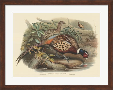 Framed Pheasants I Print