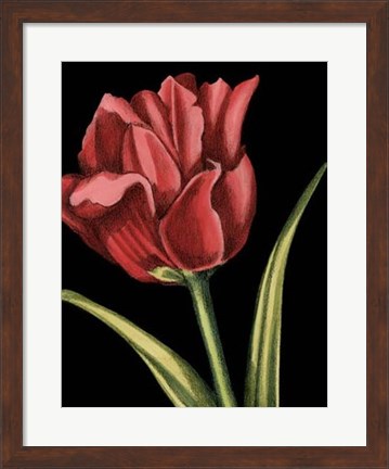 Framed Vibrant Tulips IV Print