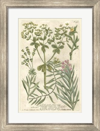 Framed Weinmann&#39;s Garden III Print