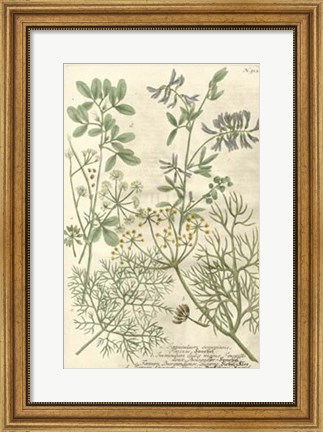 Framed Weinmann&#39;s Garden IV Print