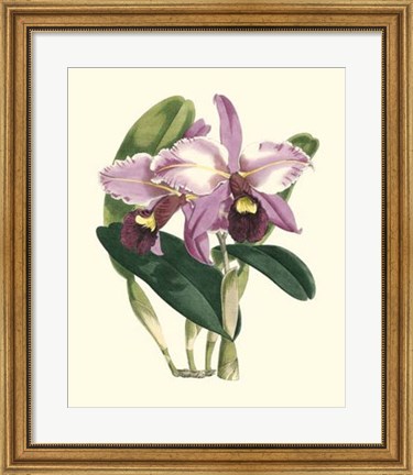 Framed Magnificent Orchid III Print