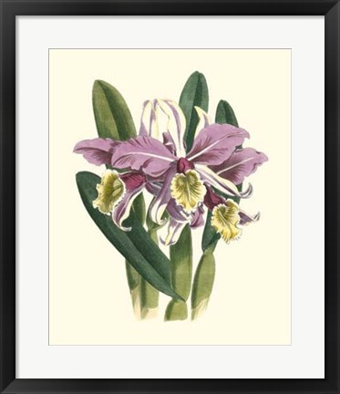 Framed Magnificent Orchid IV Print