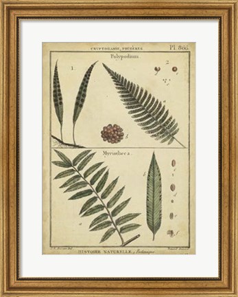 Framed Antique Ferns III Print