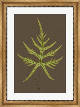 Framed Ferns on Linen IV Print