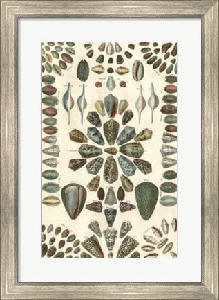 Framed Shell Collection IV Print