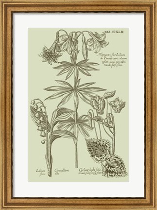 Framed Garden of Flora IV Print