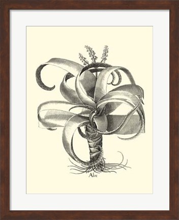 Framed B&amp;W Besler Aloe Print