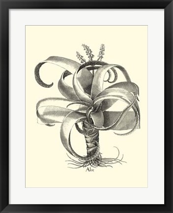 Framed B&amp;W Besler Aloe Print