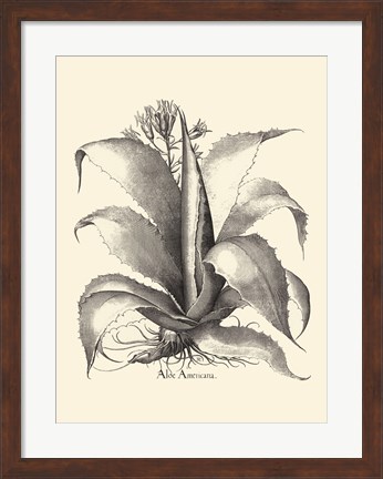 Framed B&amp;W Besler Aloe Americana Print