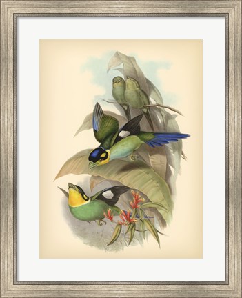 Framed Birds of the Tropics I Print