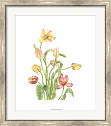 Framed Tulip Spray II Print