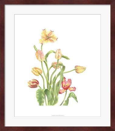 Framed Tulip Spray II Print