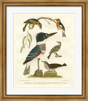 Framed Antique Kingfisher I Print