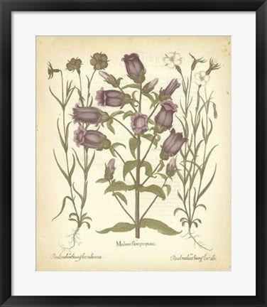 Framed Tinted Besler Botanical II Print