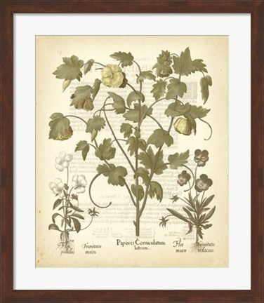 Framed Tinted Besler Botanical IV Print