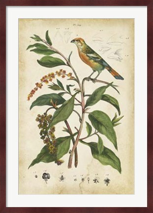 Framed Antique Bird in Nature IV Print