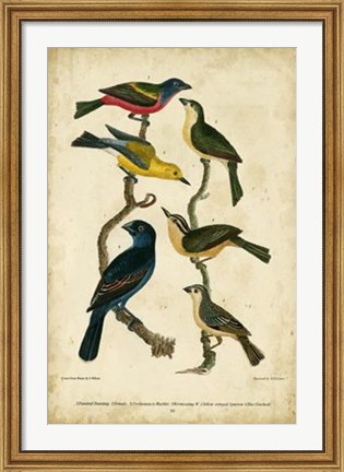 Framed Wilson&#39;s Painted Bunting Print