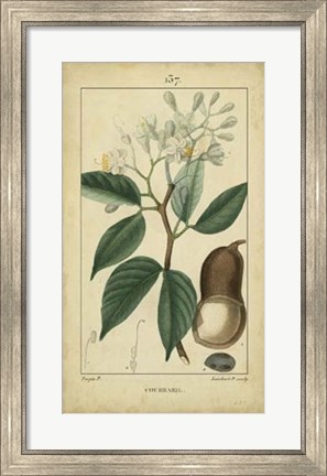 Framed Vintage Turpin Botanical I Print