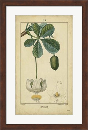 Framed Vintage Turpin Botanical II Print