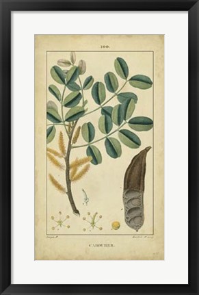 Framed Vintage Turpin Botanical VII Print