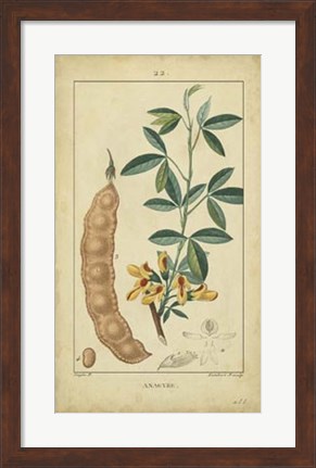 Framed Vintage Turpin Botanical VIII Print