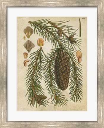 Framed Vintage Conifers I Print