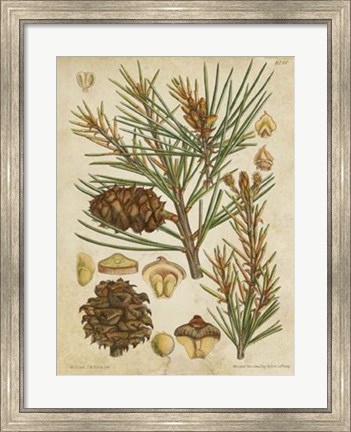 Framed Vintage Conifers II Print