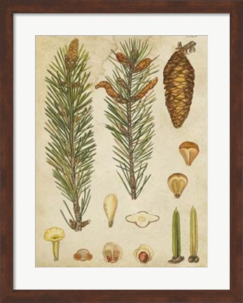 Framed Vintage Conifers IV Print