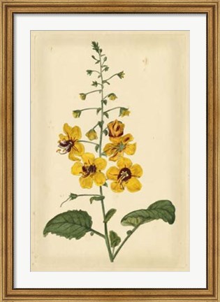Framed Floral Varieties I Print