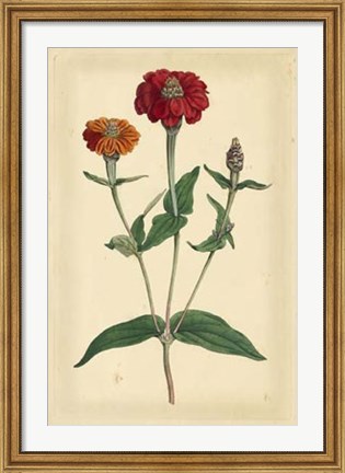 Framed Floral Varieties III Print