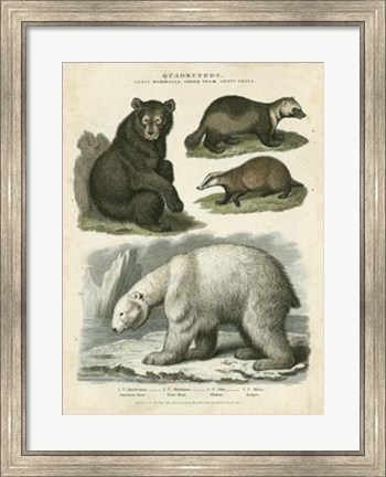 Framed Brown Bear &amp; Polar Bear Print