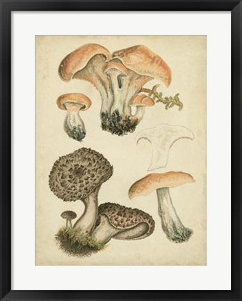 Framed Antique Mushrooms I Print