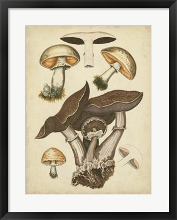 Framed Antique Mushrooms II Print