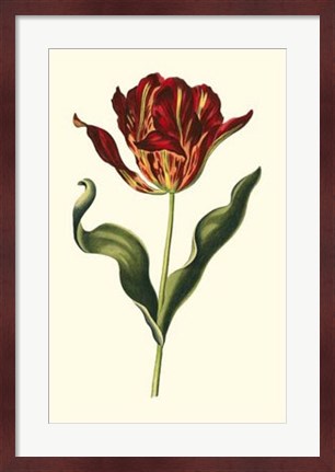 Framed Vintage Tulips II Print